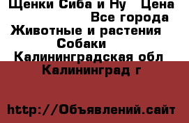 Щенки Сиба и Ну › Цена ­ 35000-85000 - Все города Животные и растения » Собаки   . Калининградская обл.,Калининград г.